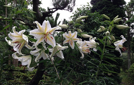 山百合
