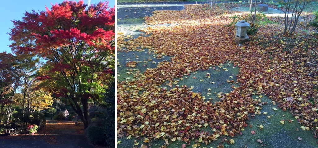 紅葉