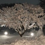 1月30日の雪景色