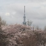 芸大美術館からの眺望