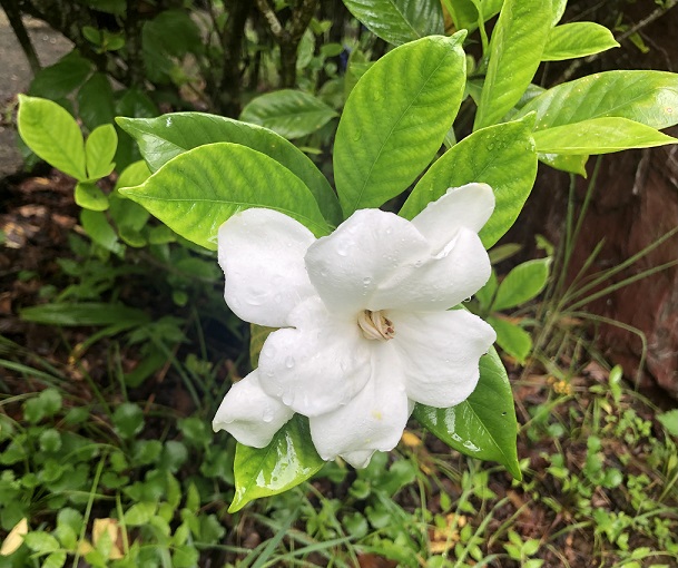 くちなしの花が咲いていました
