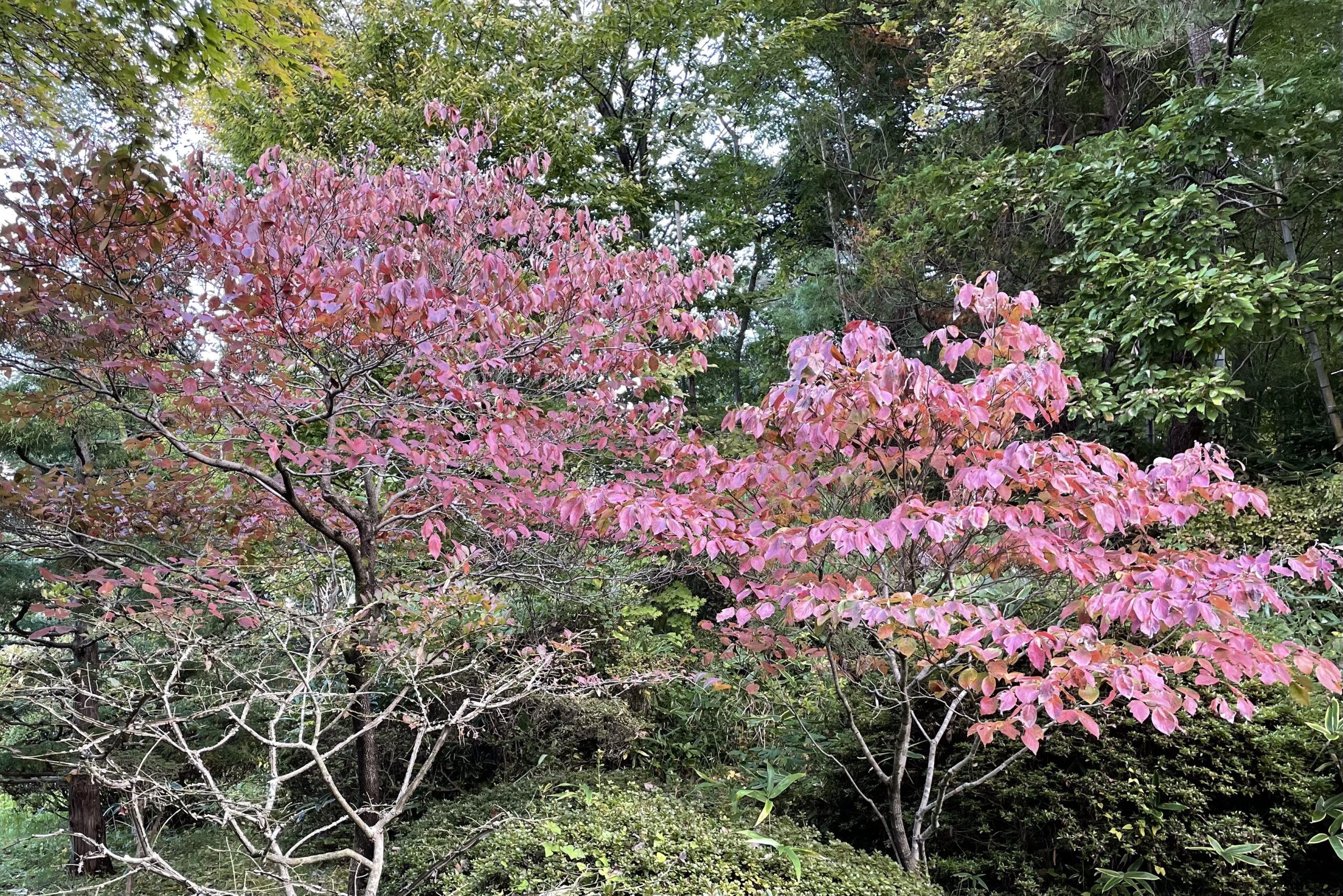 ハナミズキの紅葉