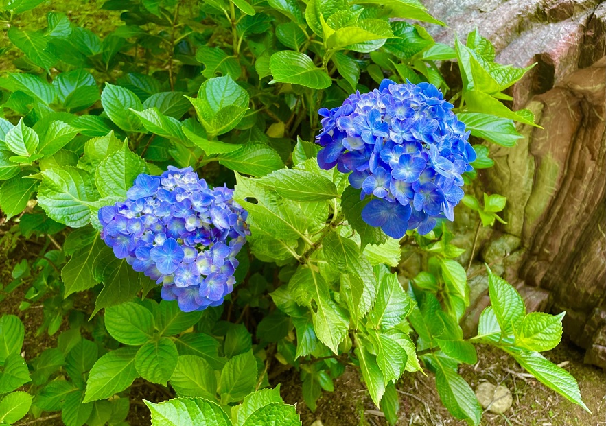梅雨空に咲く紫陽花